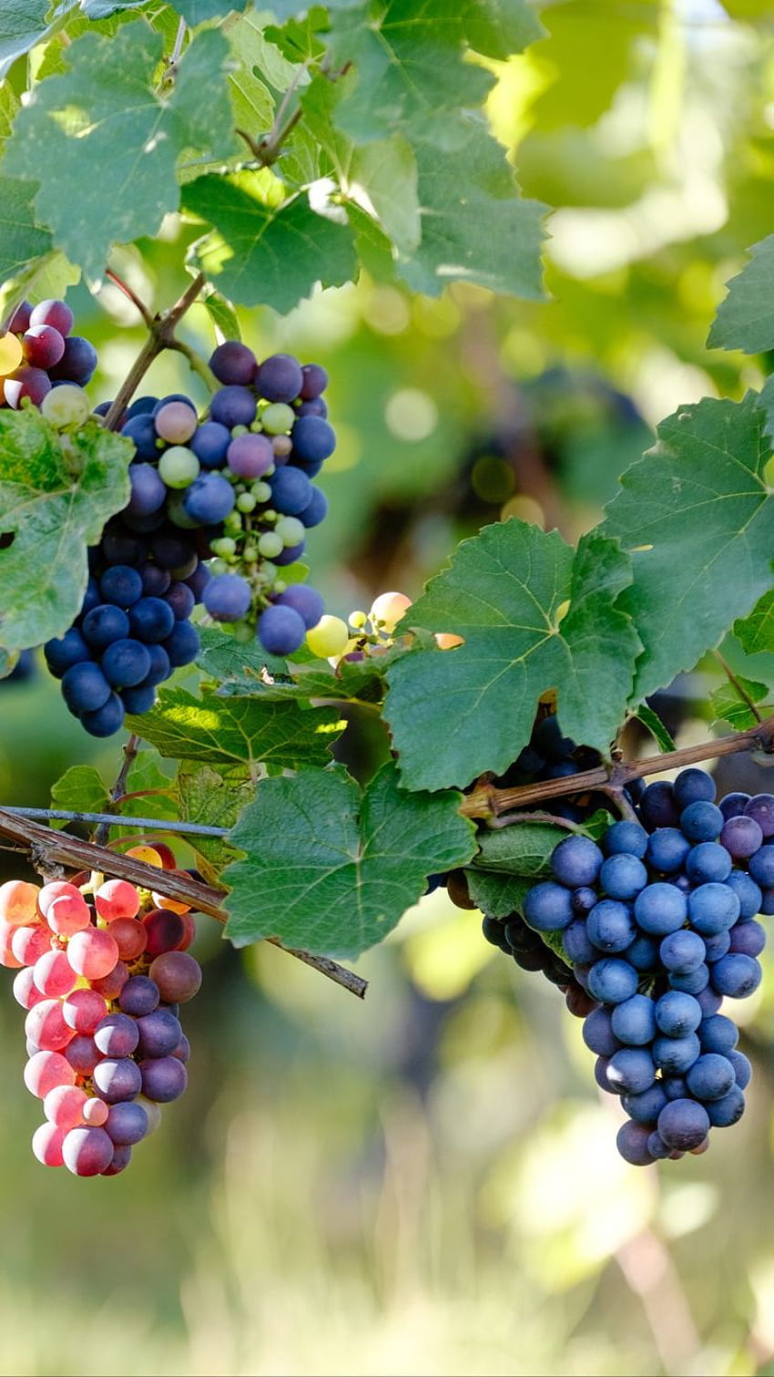 Grape vine [2160x3840], grapevine HD phone wallpaper