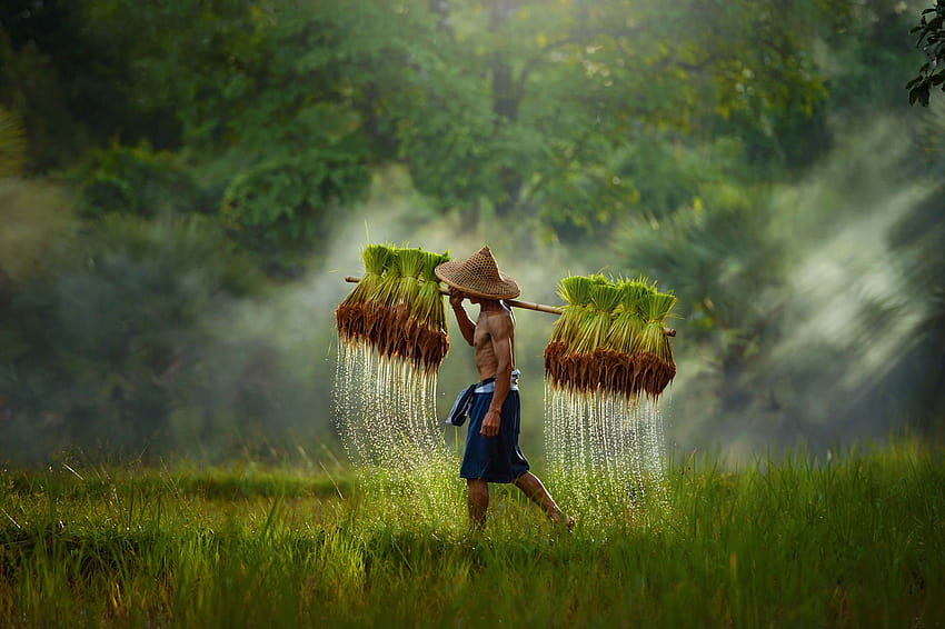 : Sawah Thailand, ladang padi Wallpaper HD
