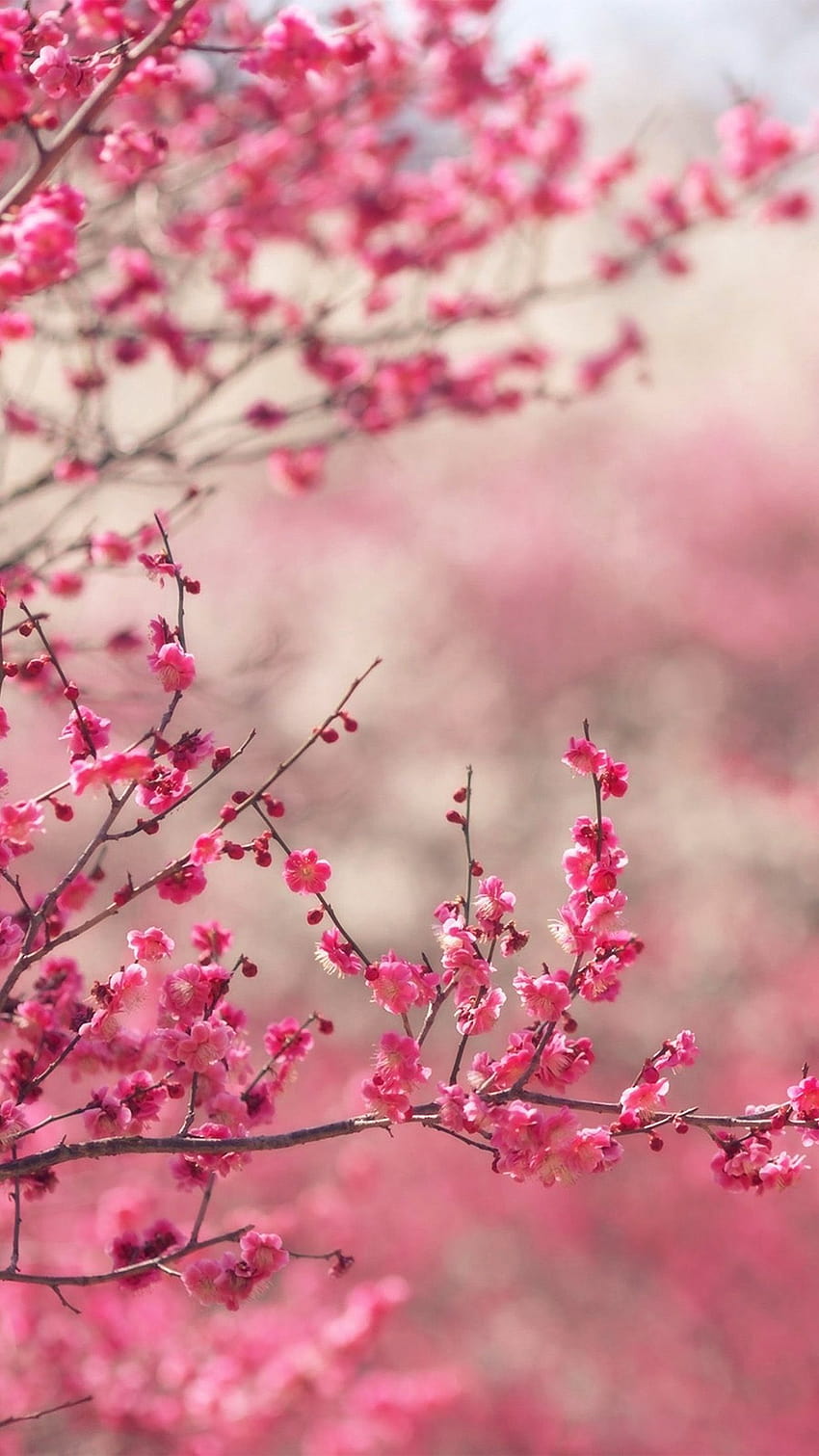 Tận hưởng sức sống của mùa xuân với hình nền iPhone HD đầy màu sắc. Hình ảnh của hoa tươi sắc màu và cảnh quan thiên nhiên đẹp tuyệt vời sẽ làm tươi vui ngày của bạn. 