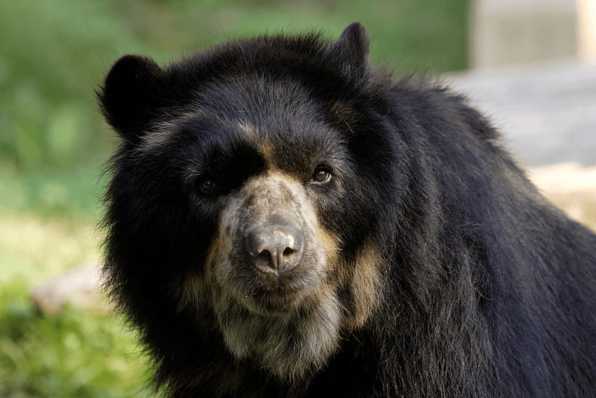 The Spectacled Bear, also known as the Andean Bear or Andean Short HD wallpaper