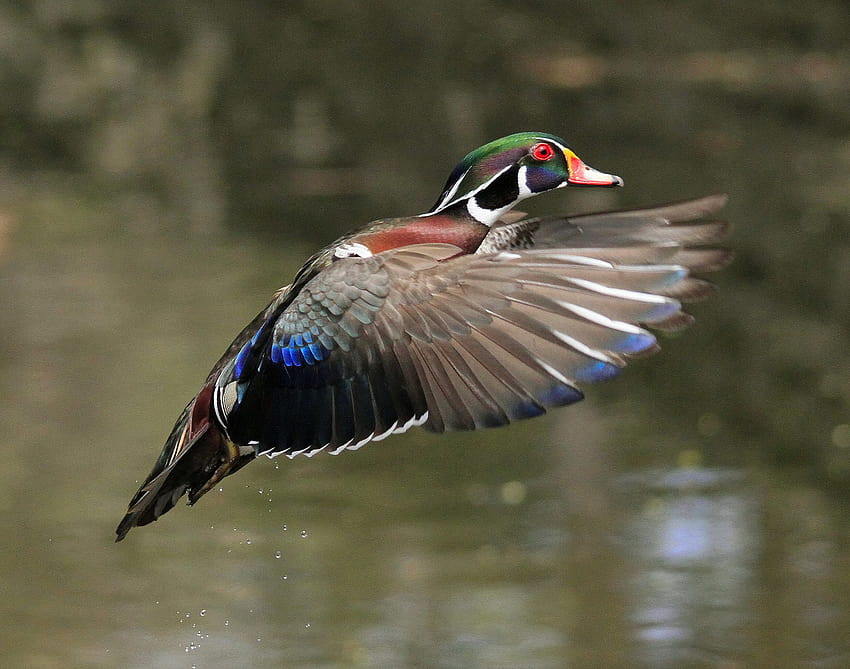 Pin on Water, Places and Animals, mallard and wood duck HD wallpaper