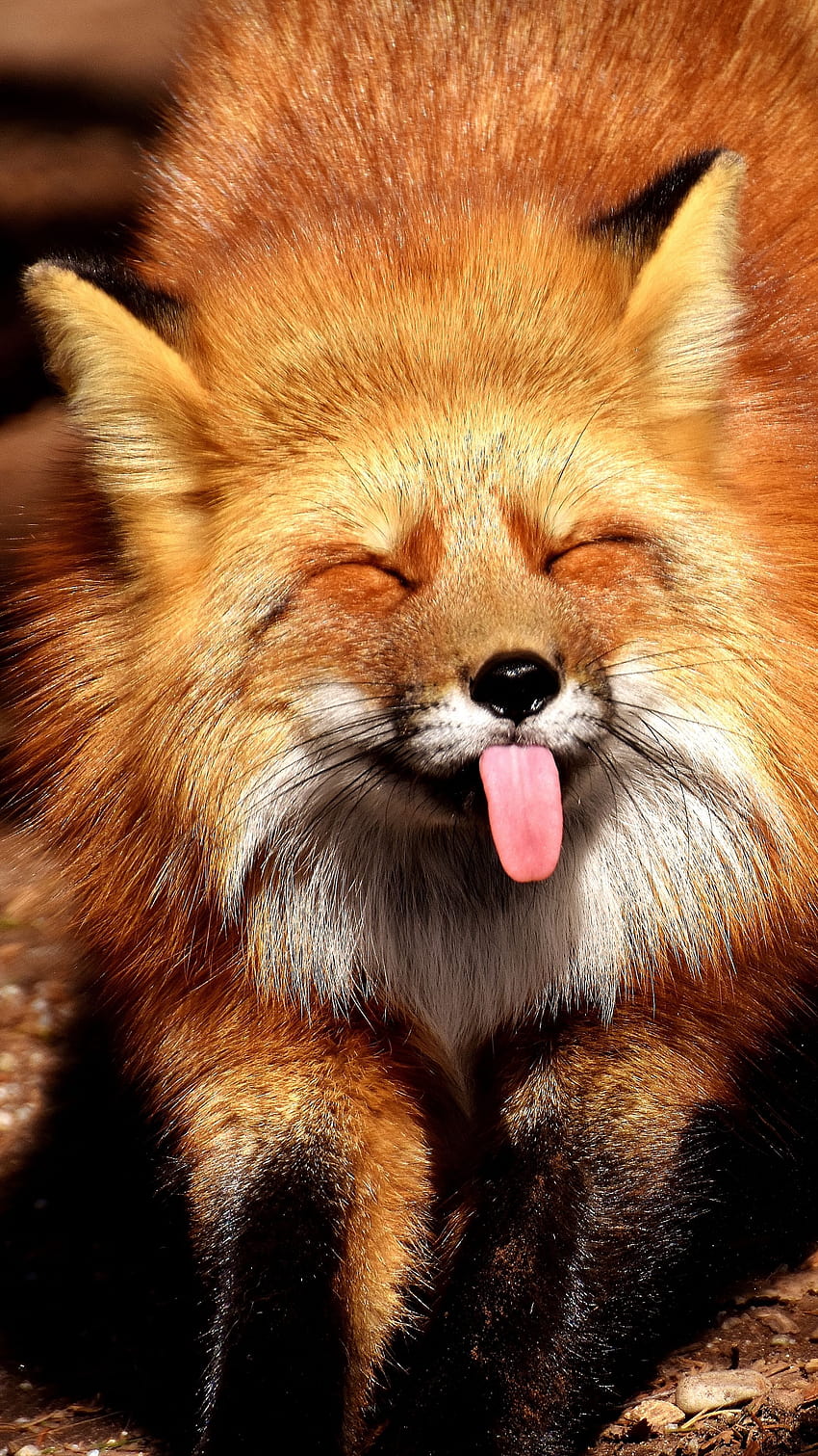 Zwierzęta lisa, zabawny, wystający język, prawie rodzinny lis Tapeta na telefon HD