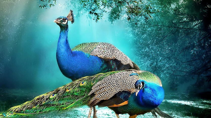 Beautiful Backgrounds Peacock Pair Beautiful, beauty peacock HD wallpaper
