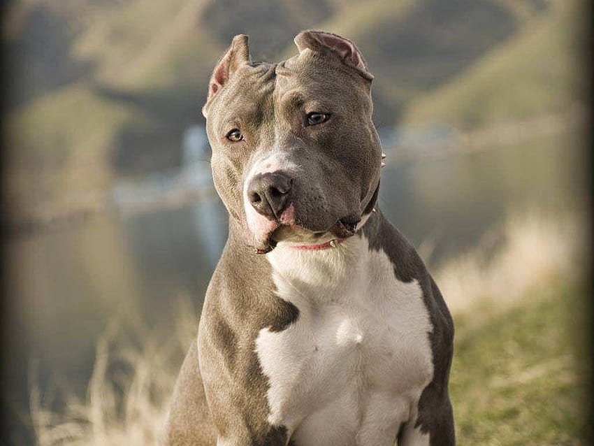 Pit Bull Dogs : Pitbull Dog New, pitbull dogs HD wallpaper | Pxfuel