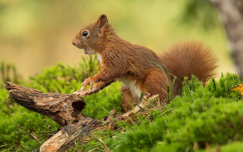 Animais Roedor Esquilo-vermelho Espécie de esquilo na geração Sciurus papel de parede HD