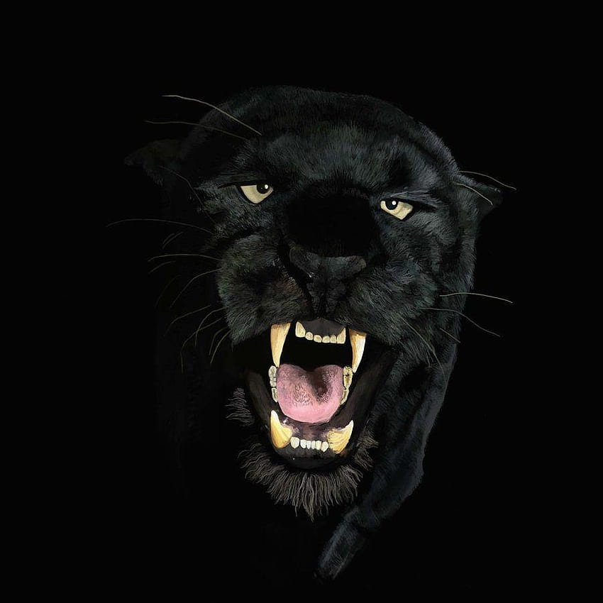 黒豹の背景、黒豹の動物 HD電話の壁紙