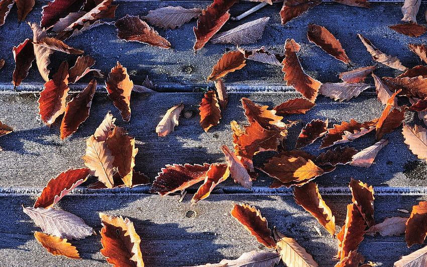 Daun Jatuh Frost Jatuh, daun musim gugur beku Wallpaper HD