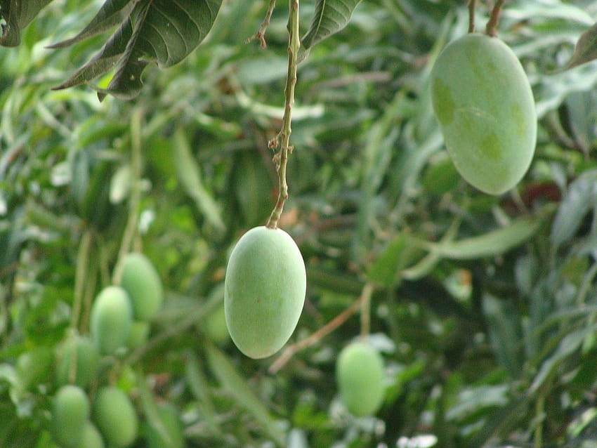 Árvore de fruta de manga, alfanso mangueira cheia papel de parede HD