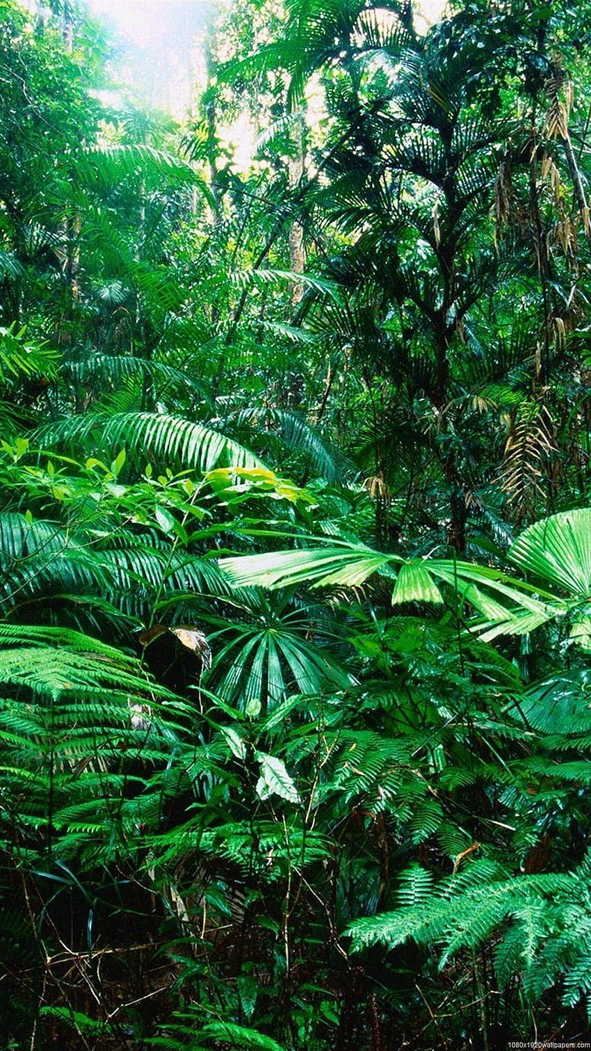 Tropical Rain Nature Forest, foresta pluviale amazzonica iphone Sfondo del telefono HD