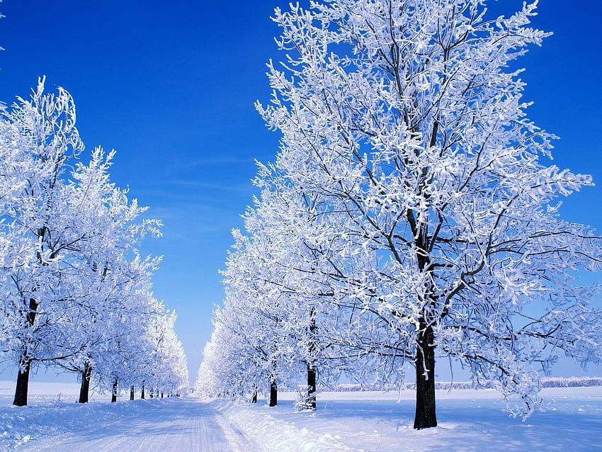 winter scenes, snow scene HD wallpaper