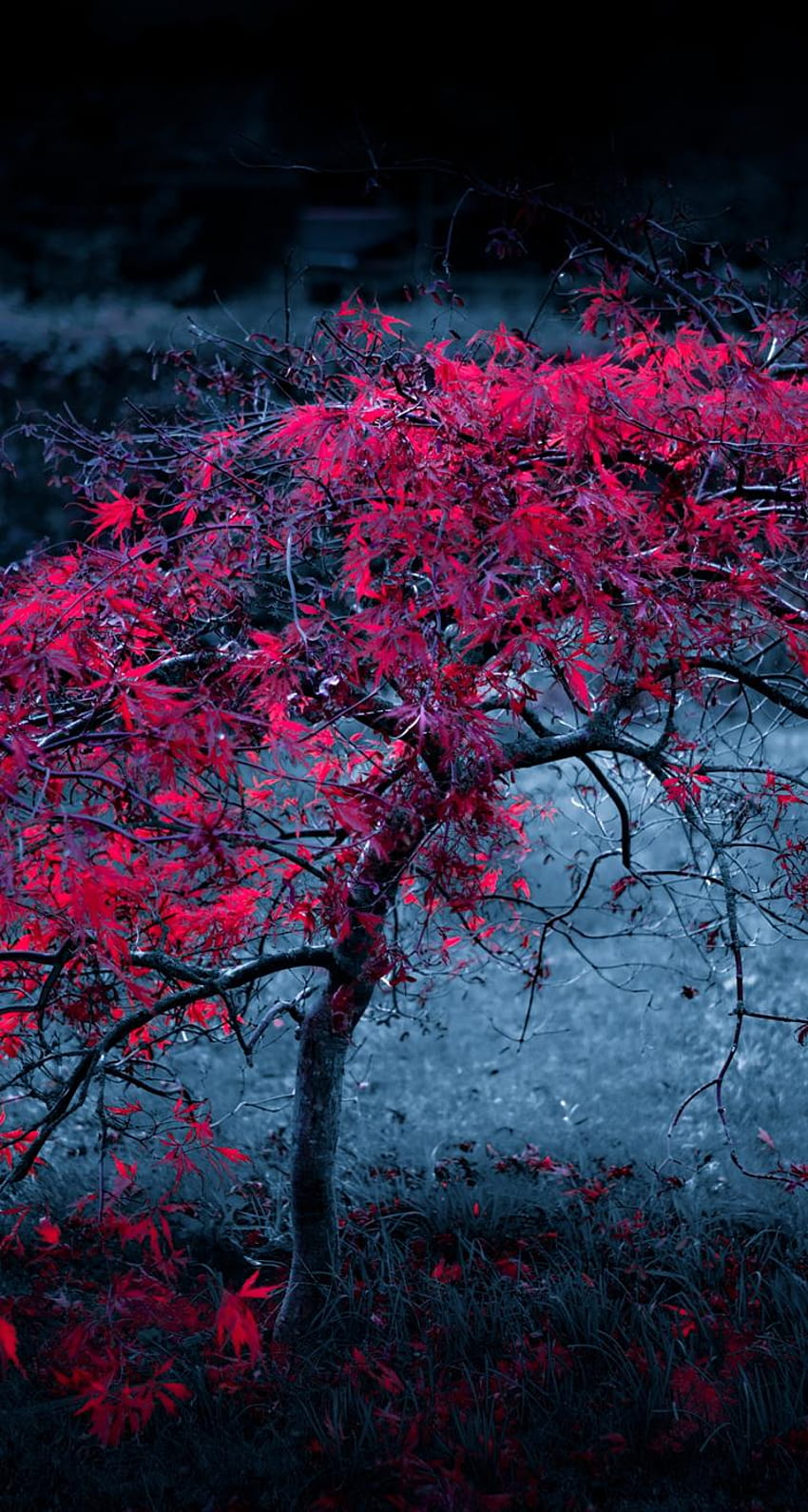 Red Tree Leaves Fog Light Purple Autumn Iphone, ponsel realme wallpaper ponsel HD