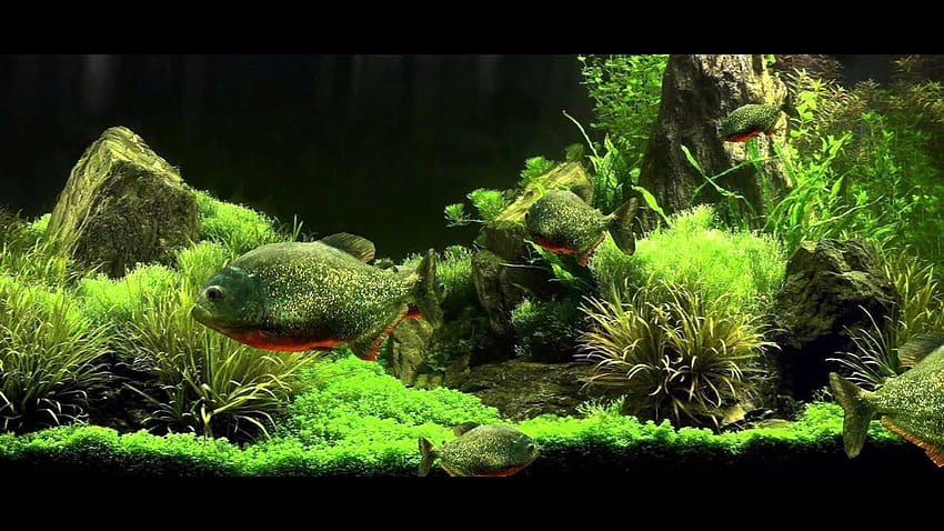 Belles idées Fish Tank 3d Live réaliste Piranha Aquarium, aquarium de poissons Fond d'écran HD