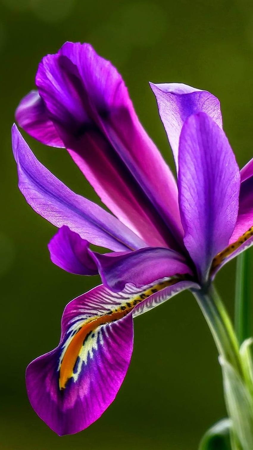 Purple iris, black backgrounds 750x1334 iPhone 8/7/6/6S, purple irises HD phone wallpaper