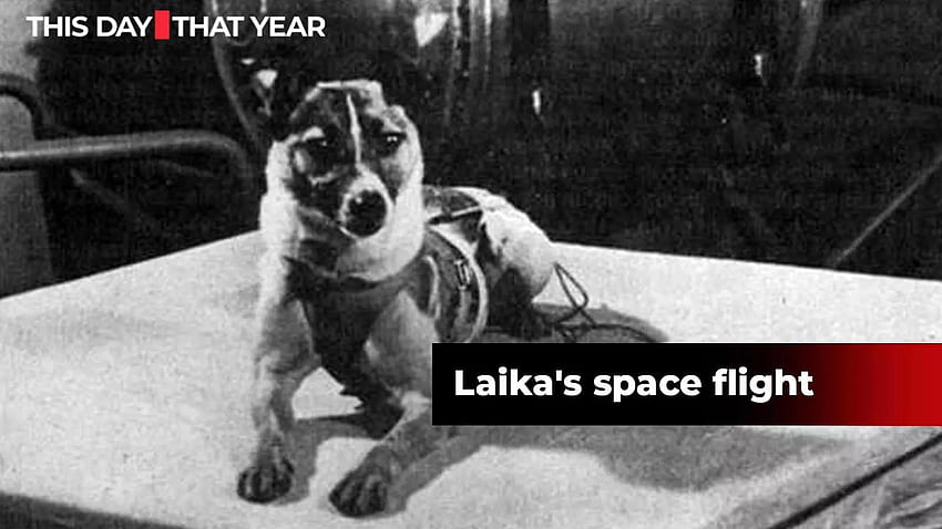 This Day in History: When Russia sent Sputnik 2 with a dog, Laika, into space HD wallpaper