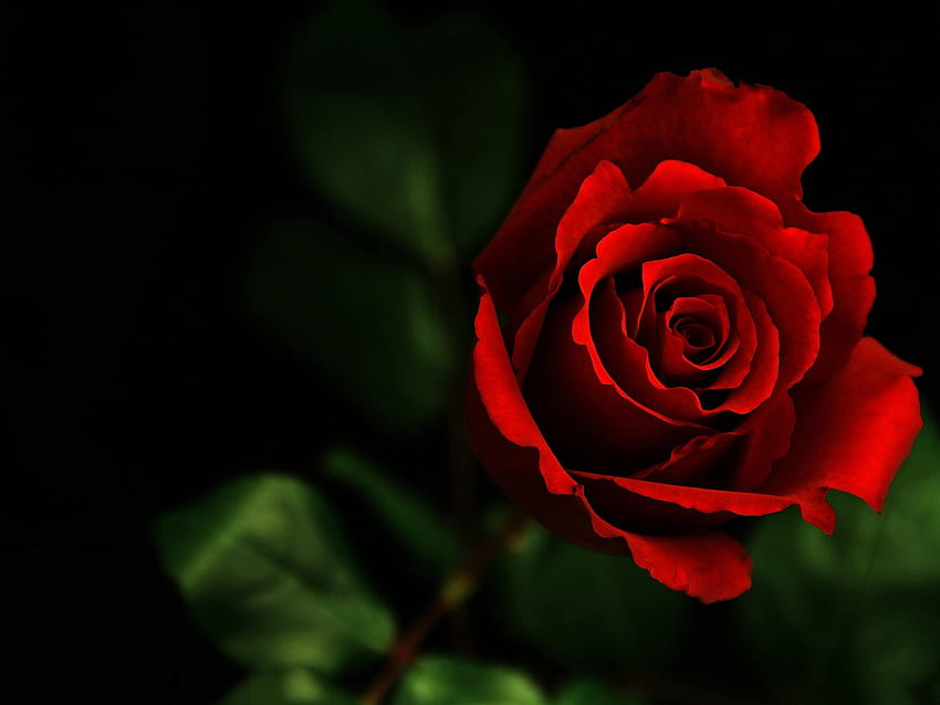 Dark red rose HD wallpaper | Pxfuel