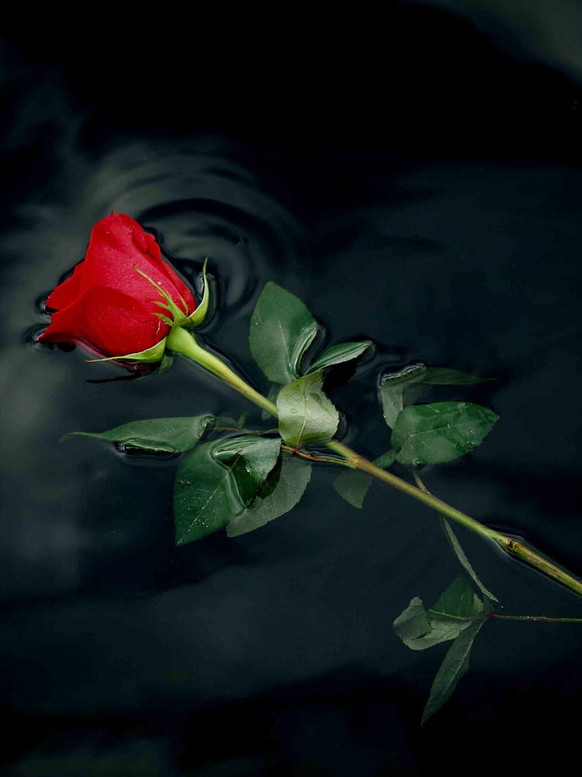 Von A Einzelner roter Rosen, rosafarbenes Telefon HD-Handy-Hintergrundbild