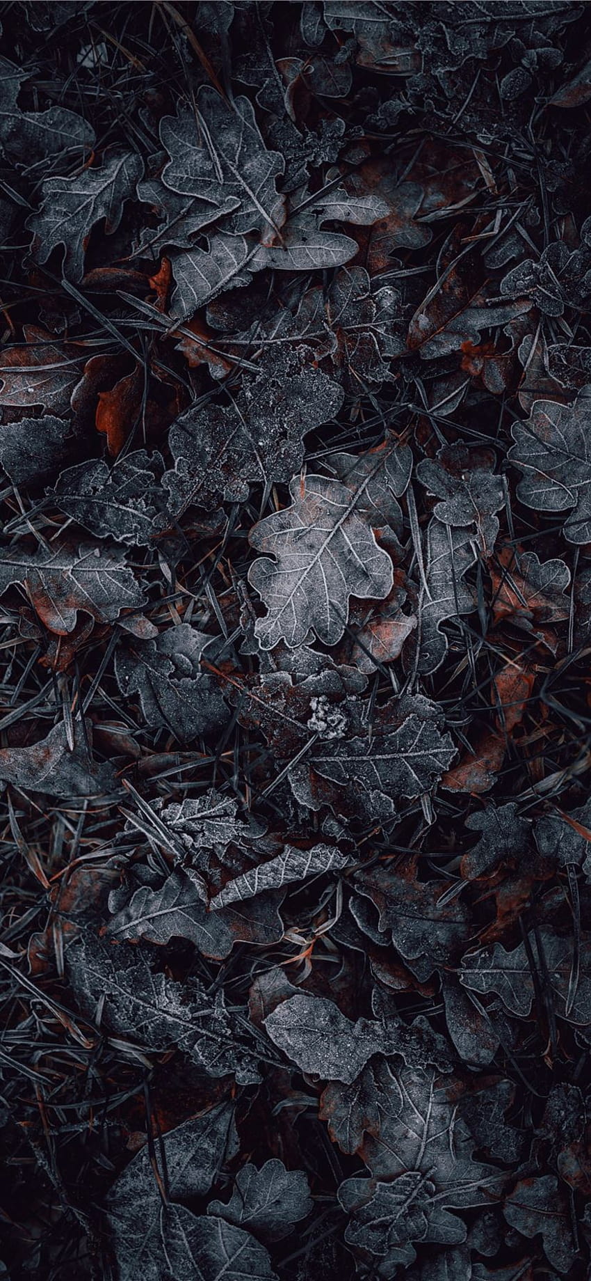 macro graphy of gray and brown leaves iPhone X, aesthetic dark leaves HD phone wallpaper