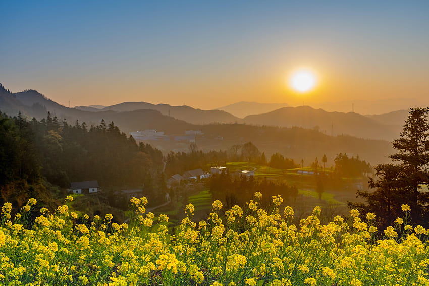 Guizhou , verbena field guizhou china HD wallpaper