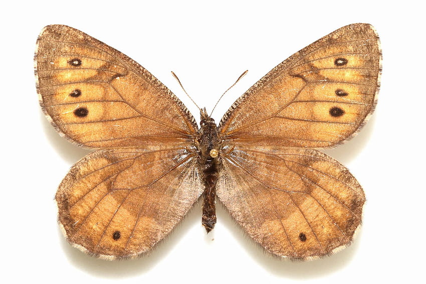 Nueva mariposa descubierta en Alaska por primera vez en 28 años, tipos de mariposas fondo de pantalla