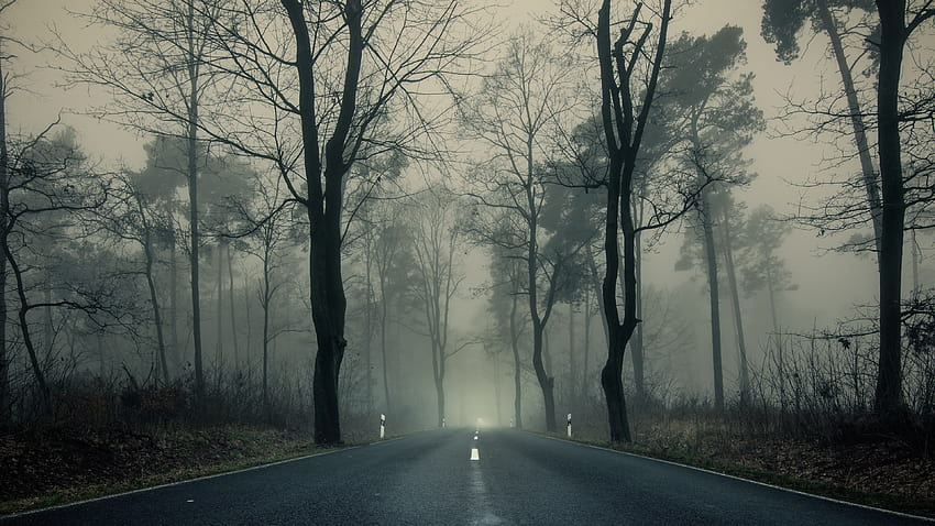 Мъглива гора, път, дървета, тъмнина, настроение, мъглив път HD тапет