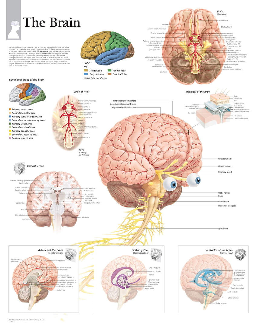 Brain Anatomy Functions Of The Brain Ideas Human Brain Anatomy HD phone wallpaper