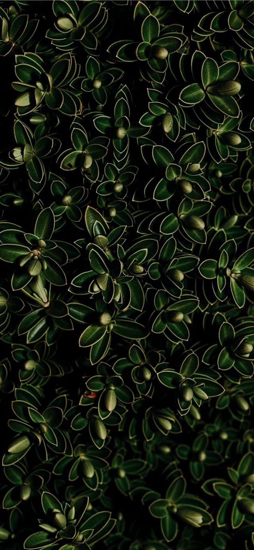 Minimal jade green Gem jewel iphone wallpaper phone background lock screen   Cuptakes wallpapers Cellphone wallpaper Iphone wallpaper