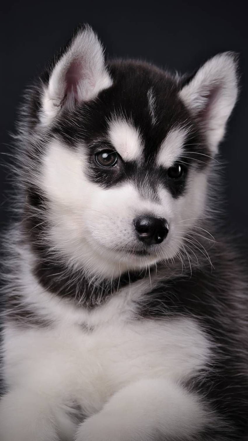Cute puppies for mobile phone, tablet, computer and other devices and ., husky pups HD phone wallpaper