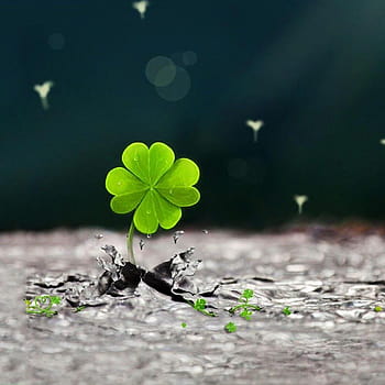 Lucky Four Leaf Clover Wallpaper Background  Islamic HD Wallpaper   Nature Clover leaf Lucky wallpaper