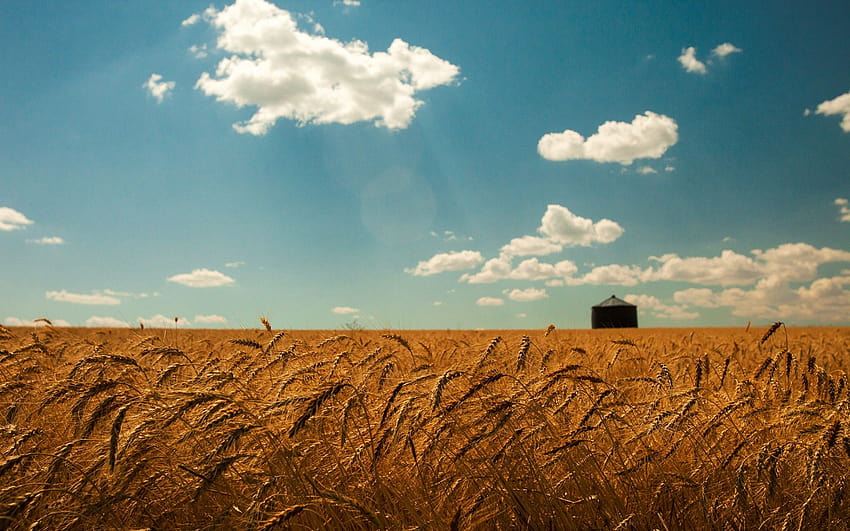 verão, trigo, campo, ouro, picos, céu, nuvens, paisagens, grama / e fundos móveis, trigo de verão papel de parede HD