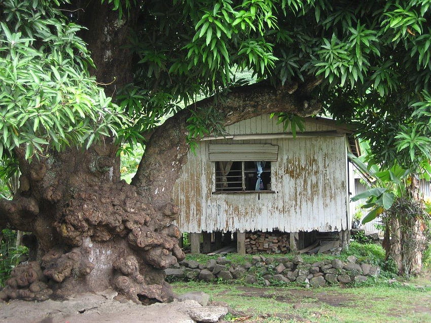 Velha mangueira e casa, Levuka, Oavalu, Fiji papel de parede HD