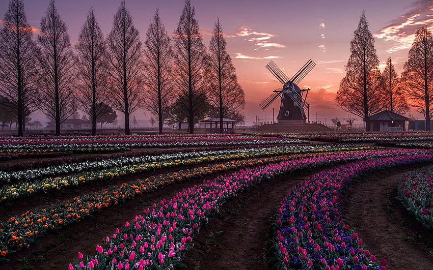Países Bajos, campos de flores de tulipanes, árboles, molino de viento, flores de tulipanes primavera holandesa fondo de pantalla