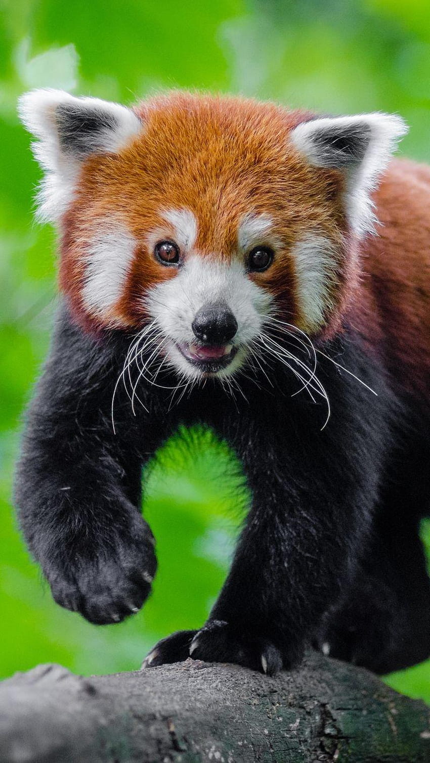 Small Oanda, red panda patterns HD phone wallpaper
