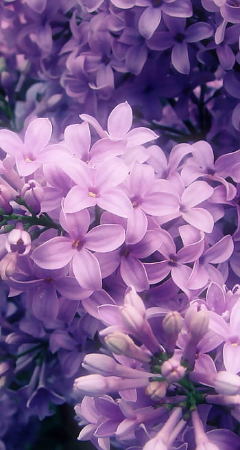 Lilac iPhone Wallpapers  Wallpaper Cave