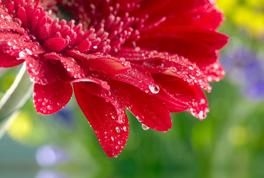 Red daisy gerbera close up rose flower water drops, water and flowers ...