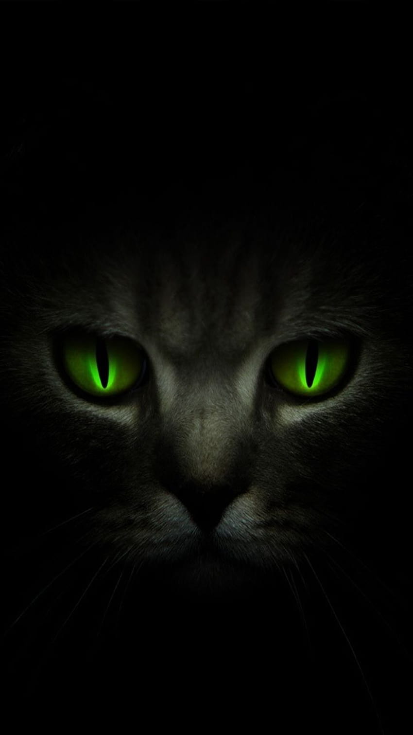 Sony Xperia T : Dark Cat Android HD phone wallpaper