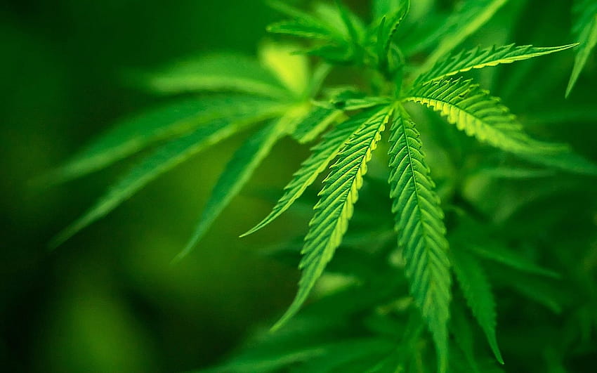 Marijuana Weed 420 Y, cannabis amoled HD wallpaper