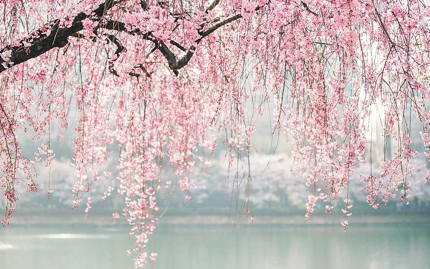 Cherry blossom , Bunga ...pinterest.es, estetika pohon merah muda Jepang Wallpaper HD