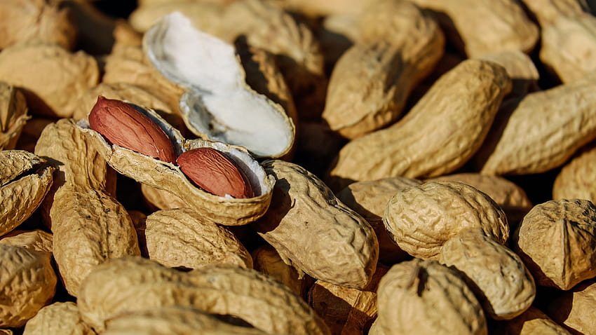 3840x2160 nuts, shell, ripe u 16:9 backgrounds HD wallpaper | Pxfuel