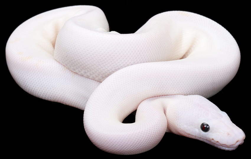 Python royal leucistique, serpents albinos Fond d'écran HD