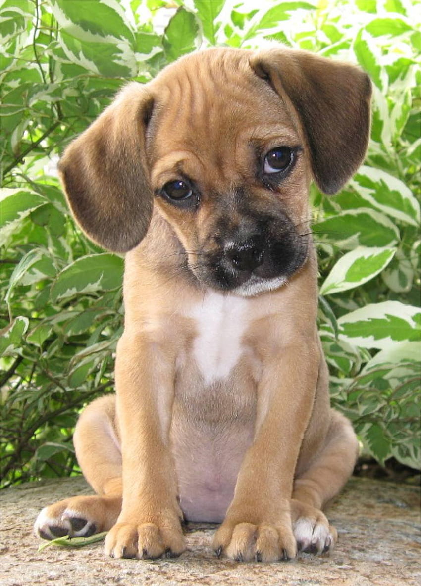 12 Reasons Why You Should Never Own Puggles HD phone wallpaper