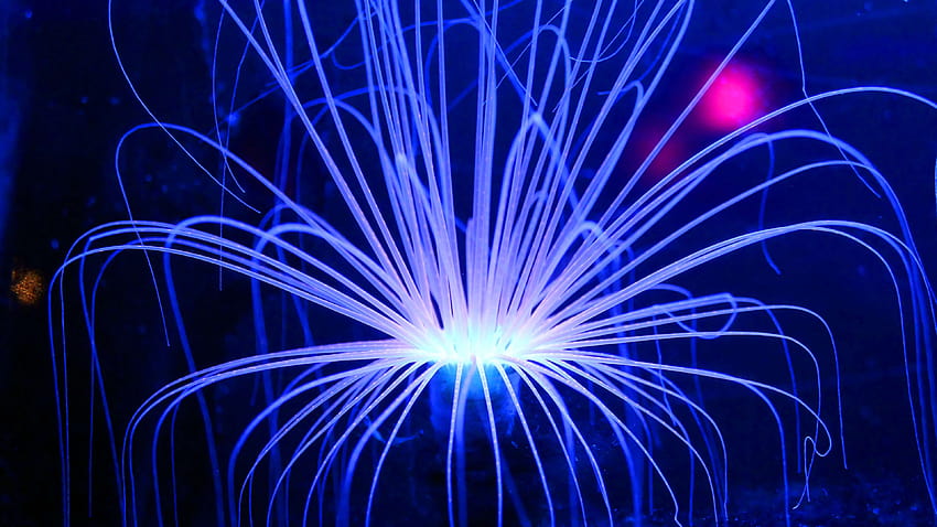 3089114 3840x2160 anemone, background, biology, black, blue, laser neon barrier HD wallpaper