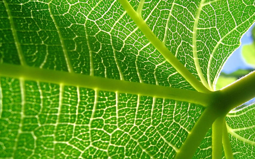 Leaf Veins 11, ynthesis HD wallpaper