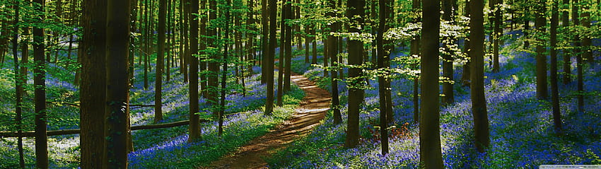 Path Forest, Bluebells, Spring Ultra Backgrounds for U TV : Widescreen & UltraWide & Laptop : Multi Display, Dual Monitor : Tablet : Smartphone, spring 3840x1080 Wallpaper HD