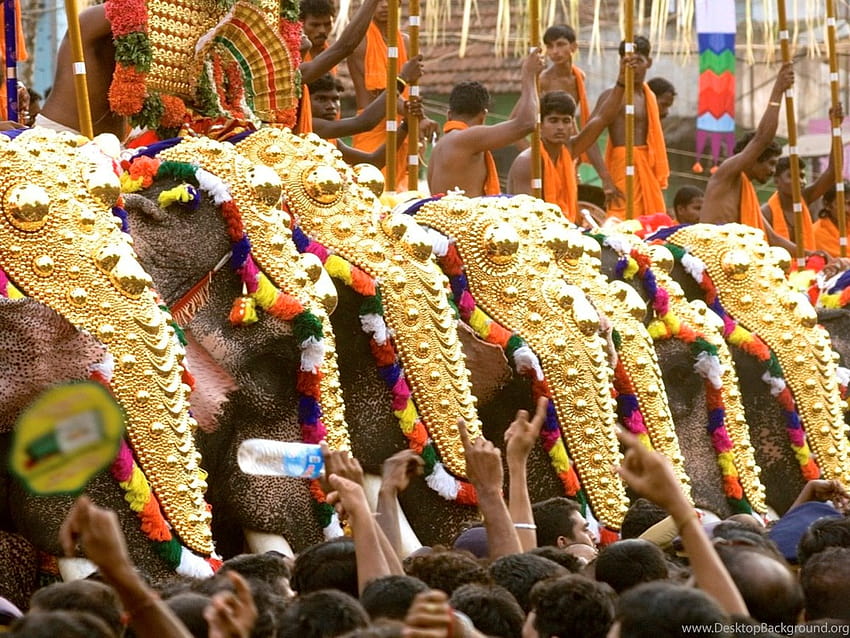 Fest300 Thrissur Pooram Elephant Festival, Video e ... Sfondi, festival del Kerala Sfondo HD