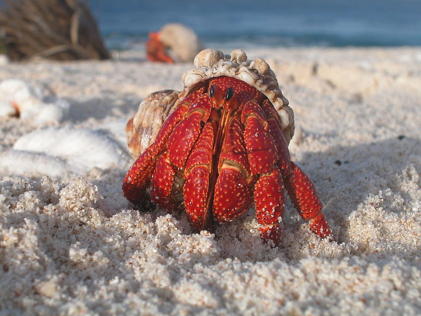 Hermit Crab, habitat HD wallpaper