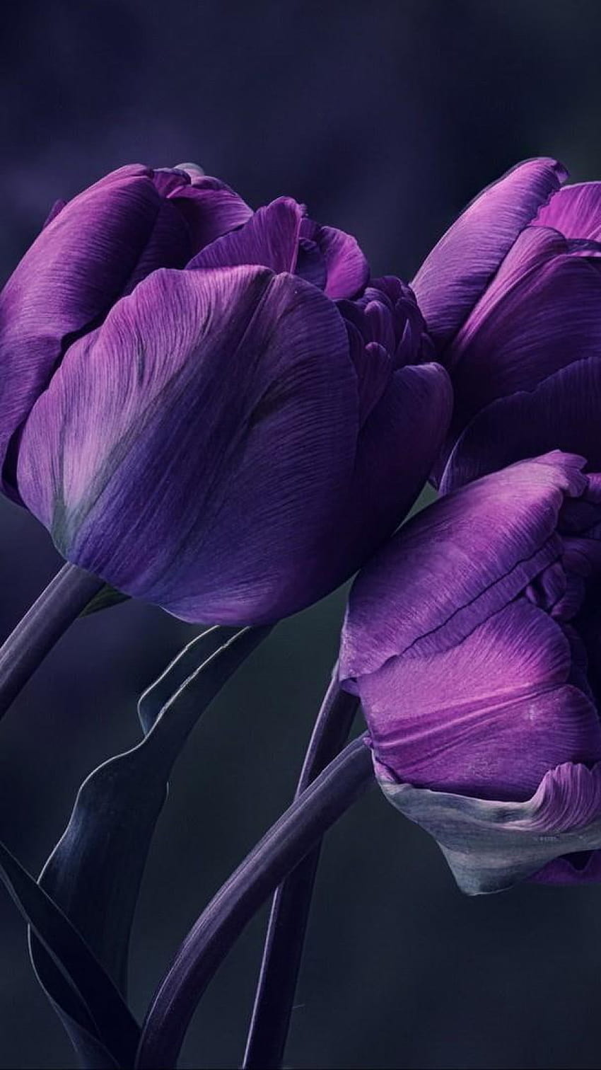 Lila Tulpenblume, Tulpen, Besonderes, Besonderes, Schön, Erstaunlich • Für Sie, dunkles Tulpen-iPhone HD-Handy-Hintergrundbild