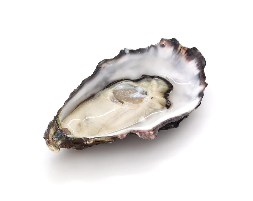 Best 5 Oyster on Hip, pacific oyster HD wallpaper