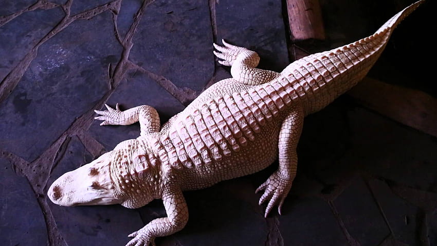 Rare Albino Alligators : Kamp Kenan S3 Episode 7 HD wallpaper