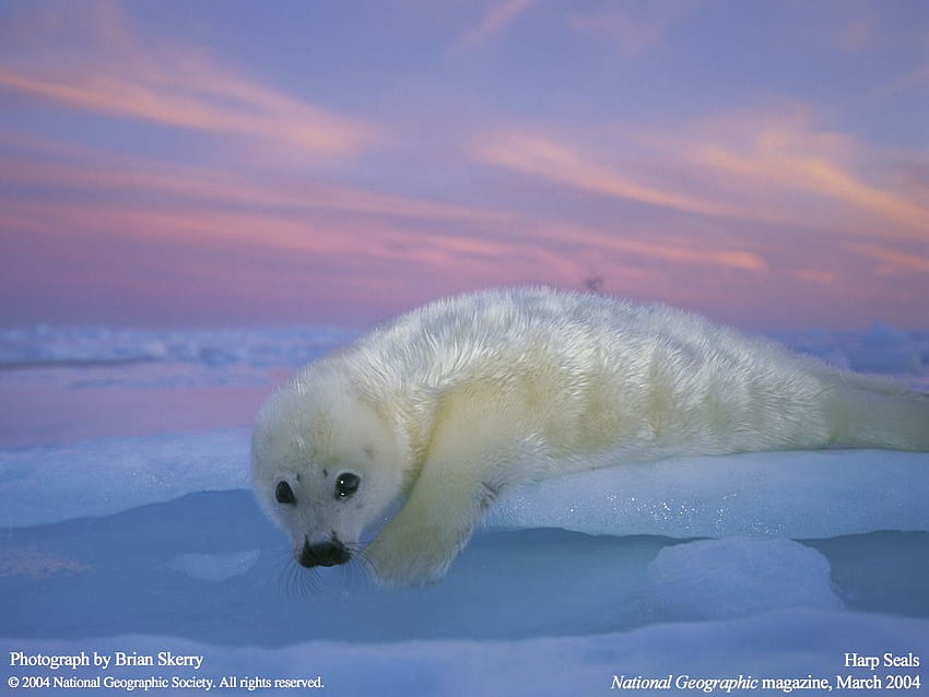 Harp Seals MarineBio Video Library Nat Geo harp seal [1024x768] for your , Mobile & Tablet HD wallpaper