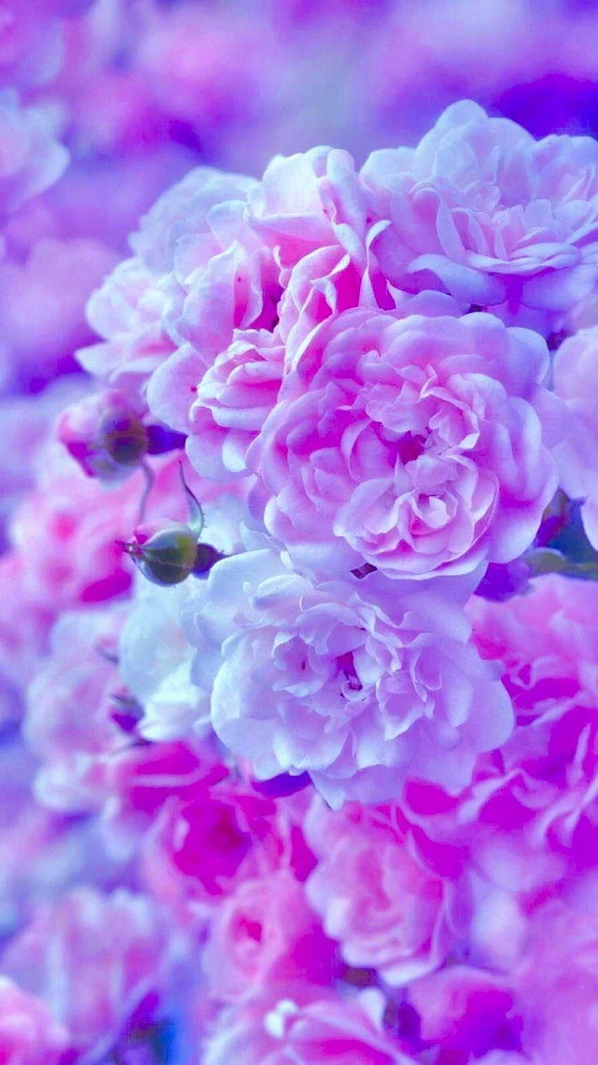 Pretty Pinks Pink Lilac Flower Hd Phone Wallpaper Pxfuel 8107